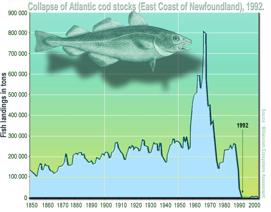 Collapse of Atlantic cod stocks off the East Coast of Newfoundland in 1992